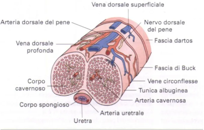 Fig 3.  Rappresentazione schematica della sezione trasversale del pene   