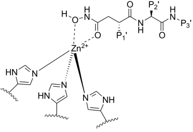 Figure 2.5.  Hydroxamate chelation mechanism.  18