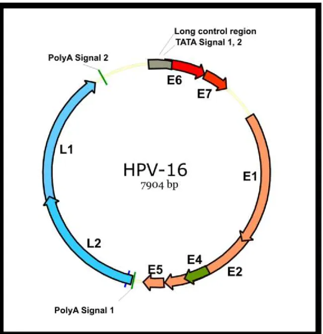 Fig. 2  The organisation of episomal HPV DNA. The HPV genome is a circular double-stranded DNA of approximately  8,000 base pairs