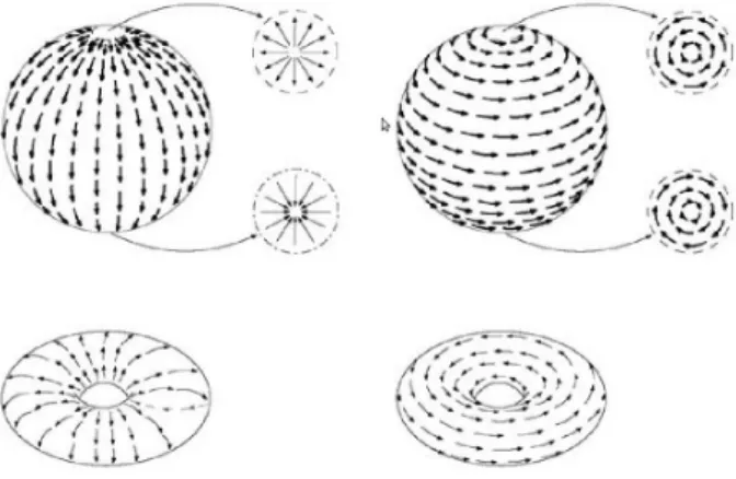 Figure D.1: You can not comb the hair on a sphere, but you can do it on a torus.