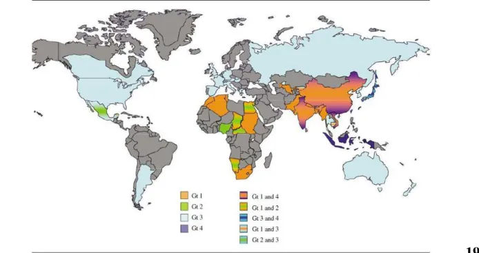 Figura 5: Distribuzione mondiale dei genitipi di HEV 