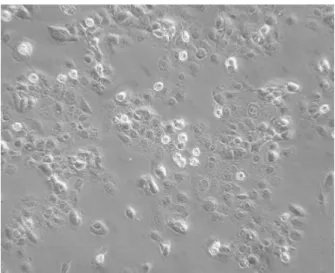 Figura 12. Fotomicrografica delle cellule HaCaT. 