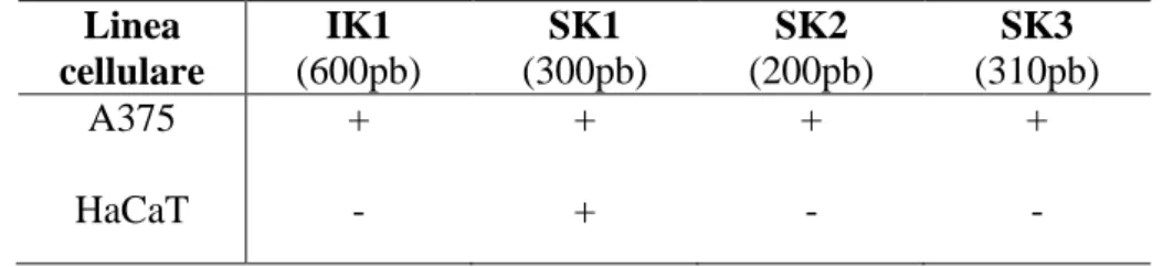 Tabella 11.Profilo di espressione ottenuto mediante RT-PCR qualitativa per i canali al potassio IK e SK1-3  sulle  linee  cellulari  umane  di  melanoma    cutaneo  A375  e  cheratinociti  HaCaT