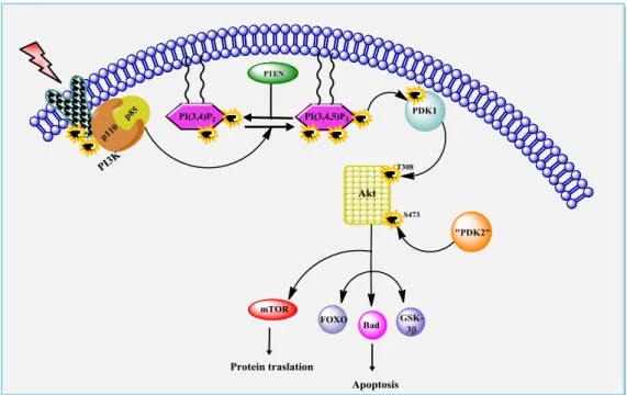 Figure 5.1: The PDK1/Akt signaling pathway. This allows the recruitment of PI3K (p85 and p110) to  the receptor