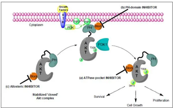 Figure  5.3:  Akt  inhibition.  It  is  thought  that  the  N-terminal  PH  domain  precludes  kinase  access  to  phosphorylation  of  the  activation-loop  at  Thr  308  by  PDK-1