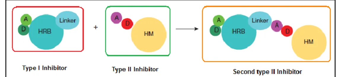 Figure  5.7:  A  general  pharmacophore  model  for  rational  design  of  type  II  inhibitors