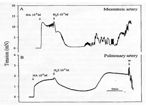 FIGURA  1 .    Registrazioni  originali  di  tensione  che  mostrano  gli  di  H 2 S  (10 -3 M)  in  arterie  di  resistenza  polmonari e mesenteriche di ratti precontratte con noradrenalina (NA, 10 -6 M) 