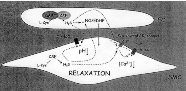 FIGURA 2 .  Una sintesi dei potenziali  meccanismi  mediati da H 2 S nel rilassamento vascolare