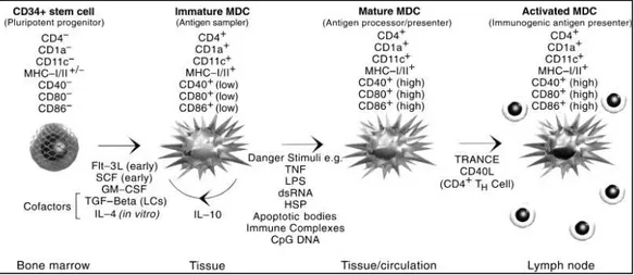 Figura 1.5: Principali check-point nel ciclo vitale delle cellule dendritiche  Da: Stockwin LH et al