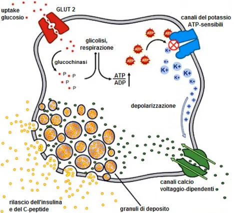 Figura 6. Meccanismo di rilascio dell’insulina e del C-peptide nella beta- beta-cellula pancreatica 