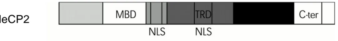 Figure  6:  MeCP2  function  domains.  MBD  methyl-binding  domain;  TRD  transcriptional  repression  domain;  C-ter  C-terminal  domain  and  NLS  nuclear localization signals