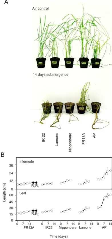 Fig. 1. Growth behavior of rice varieties under complete submergence stress. Fourteen  days  old  rice  seedlings  were  grown  in  pot  filled  with  soil  and  peat  (1:1)  (approximately 10 cm deep) and flooded with water, 1 m  high above the soil surfa