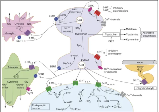 Figure 1.2 An integrated view of signalling at serotonergic neurons. 5-HT is derived  from  dietary  tryptophan  by  an  action  of  tryptophan  hydroxylase  2  (Tph2),  and  it  is  deactivated  by  monoamine  oxidase  (MAOA)  after  release  and  reuptak