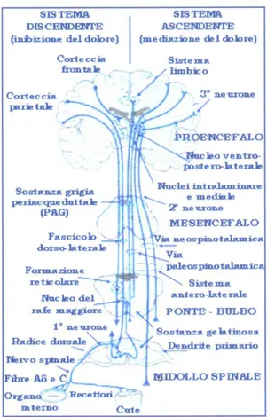 Fig. 1 Sistemi neuronali che garantiscono la trasmissione del dolore.