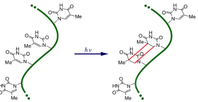 Figure 1.1: [ 2 + 2 ] cycloaddition between two thymine molecules, leading to the formation of a dimer within the same nucleotide strand.