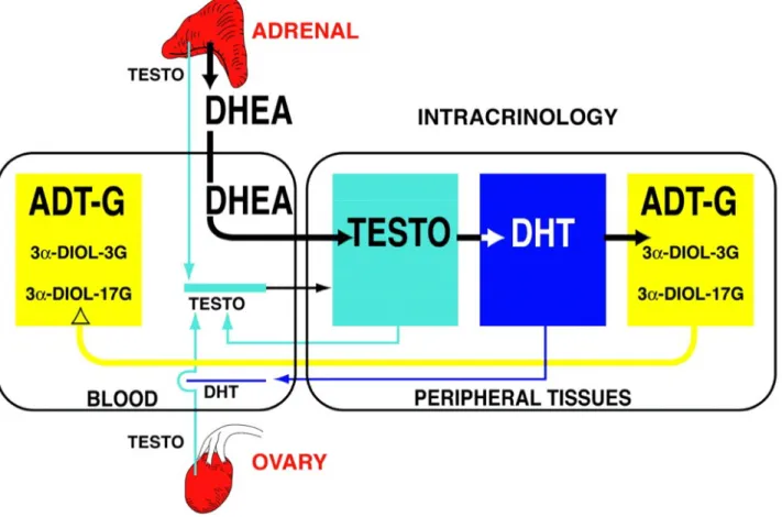 Fig.  2  Schematic  representation  of  the  very  important  contribution  of  the  precursor  DHEA  of  adrenal  origin  to  total  androgenic  activity  in  postmenopausal  women  with  a  parallel  minor  contribution  of  testosterone  (TESTO)  of  ov