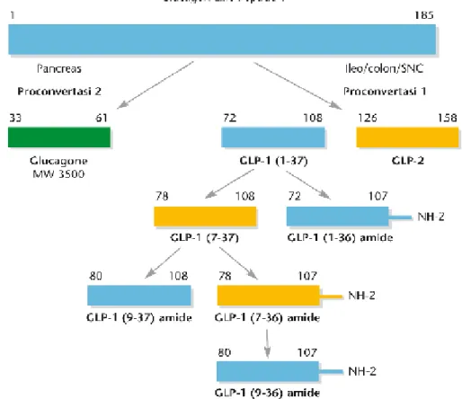 Figura 7: Processi di clivaggio del proglucagone e sintesi di GLP-1 