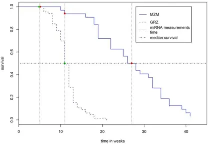 Figura 1.3: Confronto tra curve di sopravvivenza di N. furzeri GRZ e MZM. A 5 settimane (primo  punto  di  analisi  quantitativa  dell’espressione  dei  microRNA  nel  cervello)  la  probabilità  di  sopravvivenza  è  massima  in  entrambe  le  linee