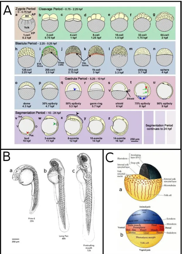 Figura 1.7: Embriogenesi di Danio rerio. A,B: l’embriogenesi di D. rerio è suddivisibile in 7 periodi: 