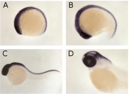 Figura 1.9: Ibridazione in situ “whole-mount” dell’mRNA di msi-1 in embrioni di Danio rerio