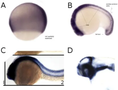 Figura 1.10: Ibridazione in situ “whole-mount” dell’mRNA di pcna in embrioni di Danio rerio
