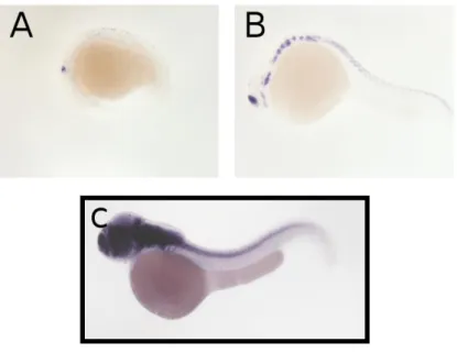 Figura 1.11: Ibridazione in situ “whole-mount” dell’mRNA di elavl4 in embrioni di Danio rerio