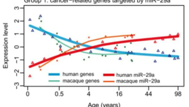 Figura 1.14: l’espressione di miR-29a aumenta in funzione dell’età in uomo e Macaca mulatta