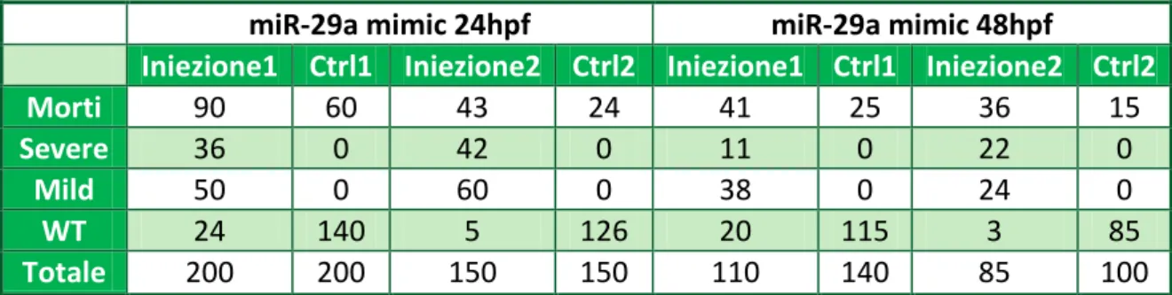 Tabella 4.3: Microiniezione di 2ng di miR-29a mimic in uova fecondate di Danio rerio allo stadio di  1-4 cellule ed evoluzione del fenotipo nell’arco delle prime 48h di vita degli embrioni