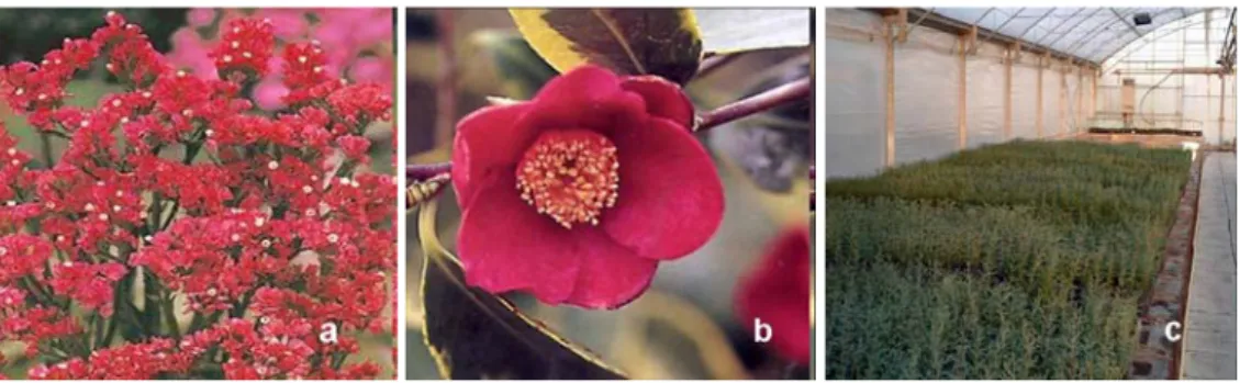 Fig. 1. Flowers of Limonium sinuatum (a), Flower of Camellia japonica (b), greenhouse  cultivation of Cupressus sempervirens (c)