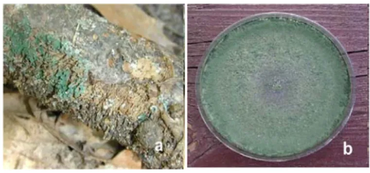 Fig. 2. Morphological aspect of Trichoderma spp. in the environment (a) and on agar plate (b)