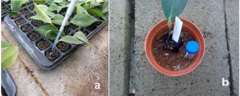 Fig. 7. Inoculation of conidial suspension into the roll of turf (a) and transplanting of Camellia  into peat + inoculated Biomax (b)