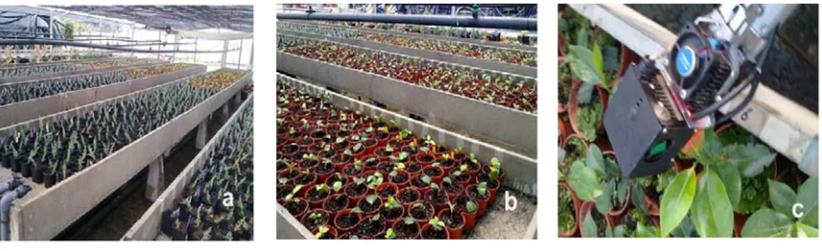 Fig. 9. Greenhouse experiments: Cupressus (a) and Camellia (b), equipment (CIRAS)  for net  photosynthesis measurement (c)