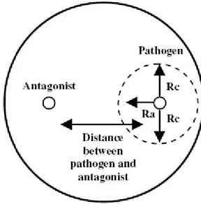 Fig. 10. Confrontation plates for antagonistic tests. 