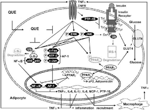 Figura 10. Modello proposto da Chuang e colleghi (2010) per gli effetti della quercetina in adipociti  umani primari