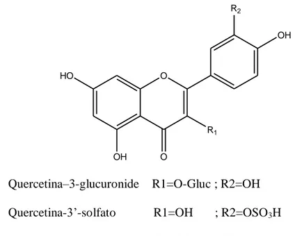 Figura 6. Quercetina-3-glucuronide, quercetina-3’-solfato e isoramnetina-3-glucuronide