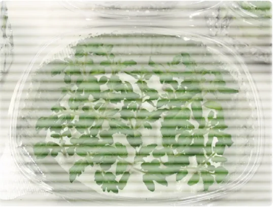 Figura 5 – Coltura idroponica di piantine di pomodoro cv Micro