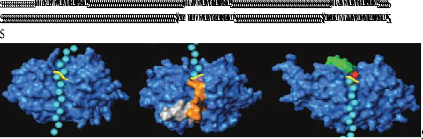 Figure 4. Modes of substrate cleavage caused by peptidases (cysteine cathepsins were used as examples): endopeptidase (cathepsin L) and  exopeptidases (left, cathepsin H, an aminopeptidase; and right, cathepsin X, a carboxypeptidase)