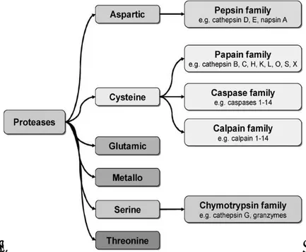 Figura 6. Catalytic mechanisms of mammalian proteases. The five major catalytic classes of proteases use two fundamentally different catalytic  mechanisms to stabilize the tetrahedral intermediate