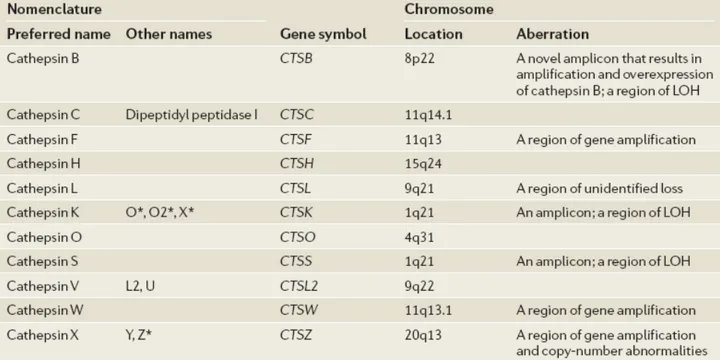 Table 1. Human Cysteine Cathepsins [3]