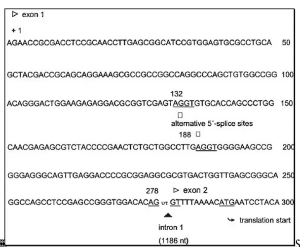 Figure 4 .  Partial cDNA Sequence of hCATL: Exon 1 and Transition to Exon 2. Numbering starts from the transcriptional start site (+1) of the  hCAT-L gene