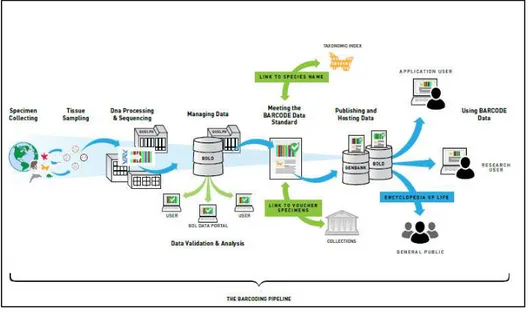 Fig.  1.  The  standard  DNA  barcoding  pipeline  has  four  components  (http://www.ibol.org)