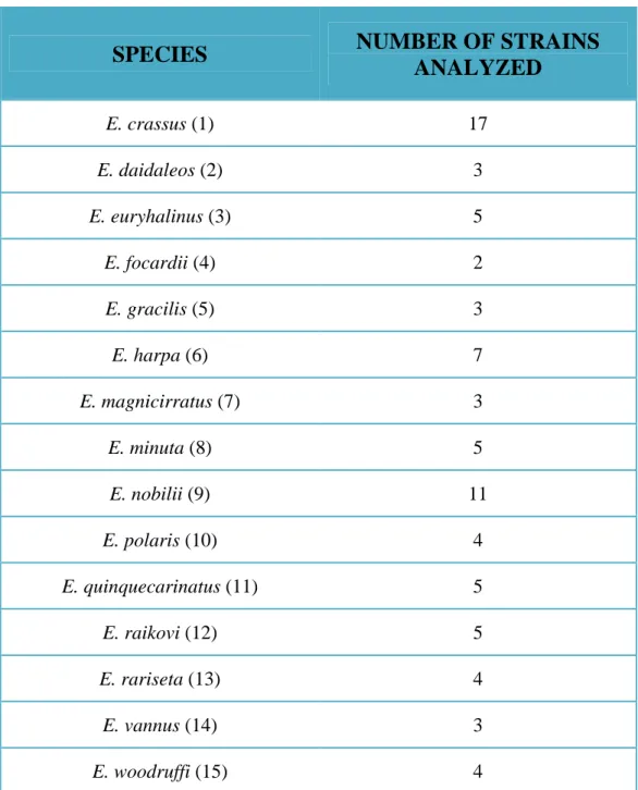 Table  3.  Number  of  strains  analyzed  in  this  study  for  each  Euplotes  morphospecies