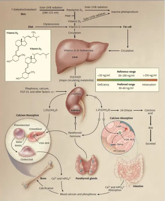 Fig. 7:sintesi e attività metabolica, 25OH vitamina D, da Holick 2007 26