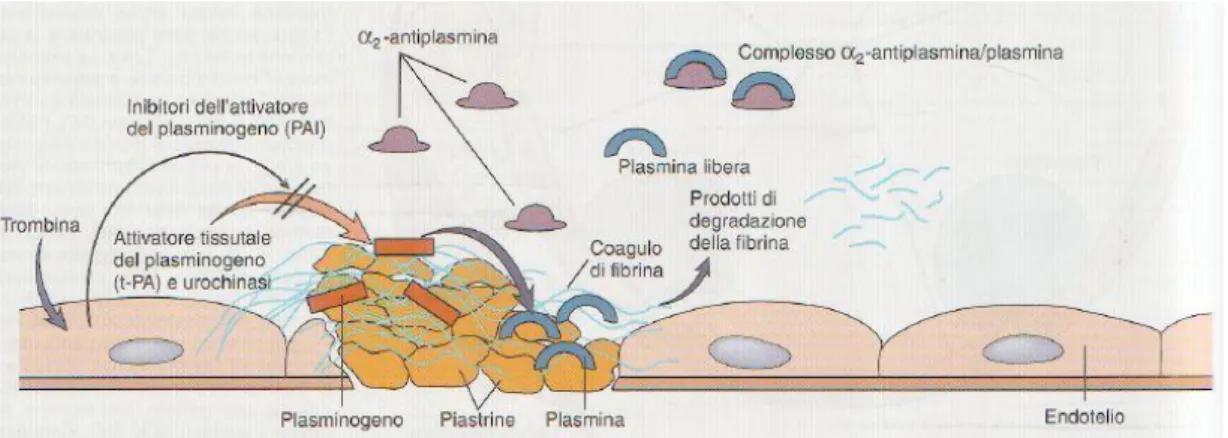 Figura 8 – Rappresentazione schematica del sistema fibrinolitico (da Robbins e Cotran, “le basi patologi- patologi-che delle malattie” 7ma ed., 2006.) 
