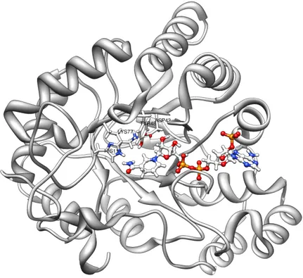 Figura 1.1: Struttura dell’Aldoso Reduttasi umano PDBID – 2R24, in evidenza i residui Asp43, Tyr48, Lys77, His110 ed il cofattore NADPH.