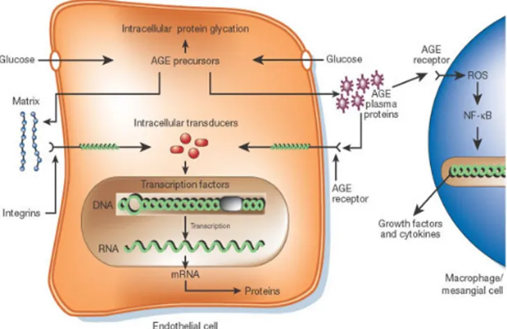 Figura 1.5: Produzione e ruolo dei prodotti finali della glicosilazione avanzata, in evidenza l’induzione della risposta immunitaria mediata da un macrofago.