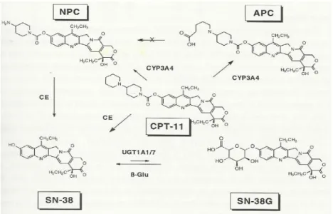 Figura 6. Biotrasformazione del CPT-11 