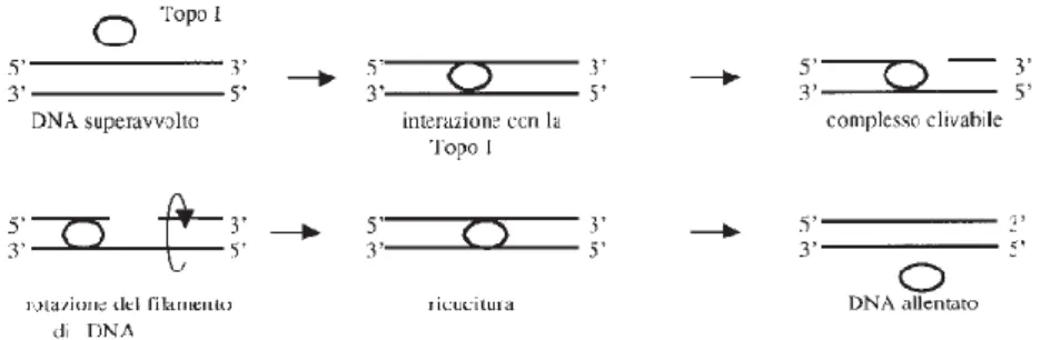 Figura 7. Meccanismo d’azione della Topoisomerasi I 