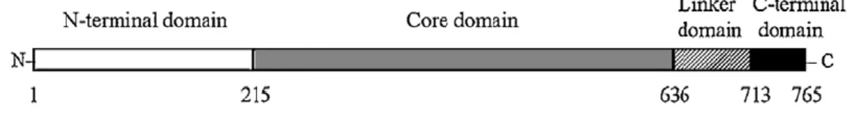 Figura  8.  Domini  strutturali  della  topoisomerasi  I  umana:  si  possono  distinguere  un  dominio N-terminale (bianco), un core domain (grigio), un linker domain (righe diagonali)  e un dominio C-terminale (nero) 