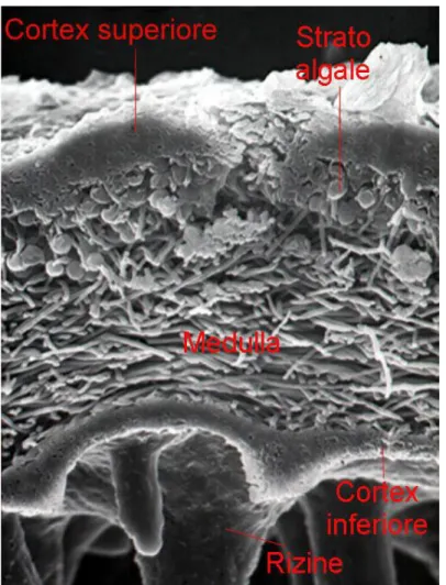 Fig. 5: Tallo lichenico eteromero al microscopio elettronico a scansione. 